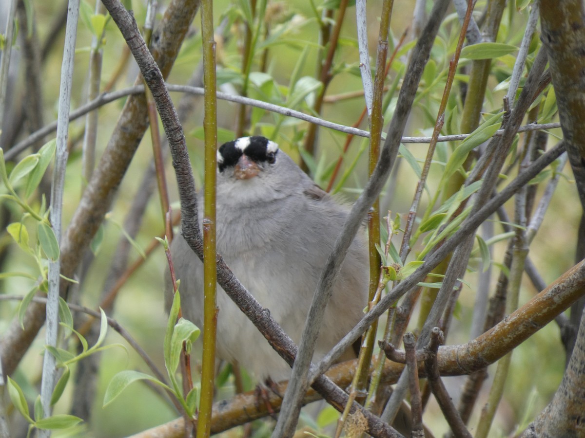White-crowned Sparrow - ML583039391