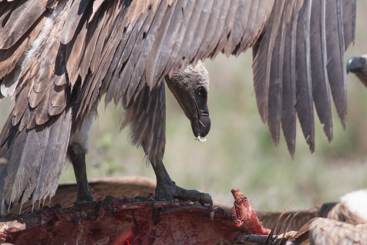 White-backed Vulture - ML58303941