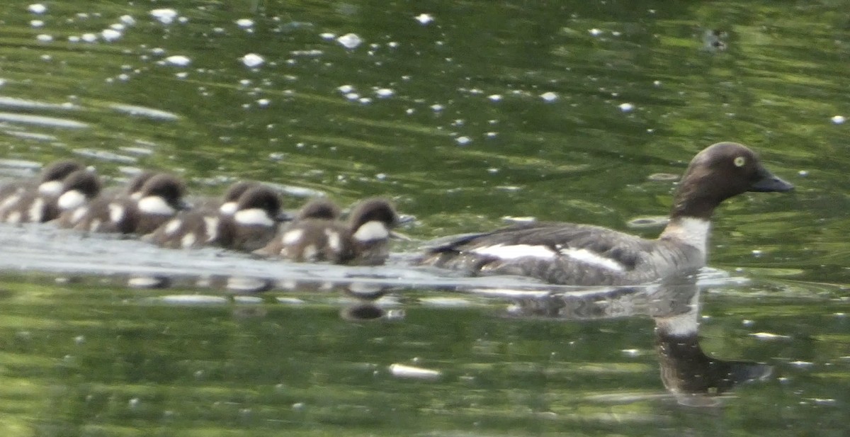 Common Goldeneye - Graham Podolecki