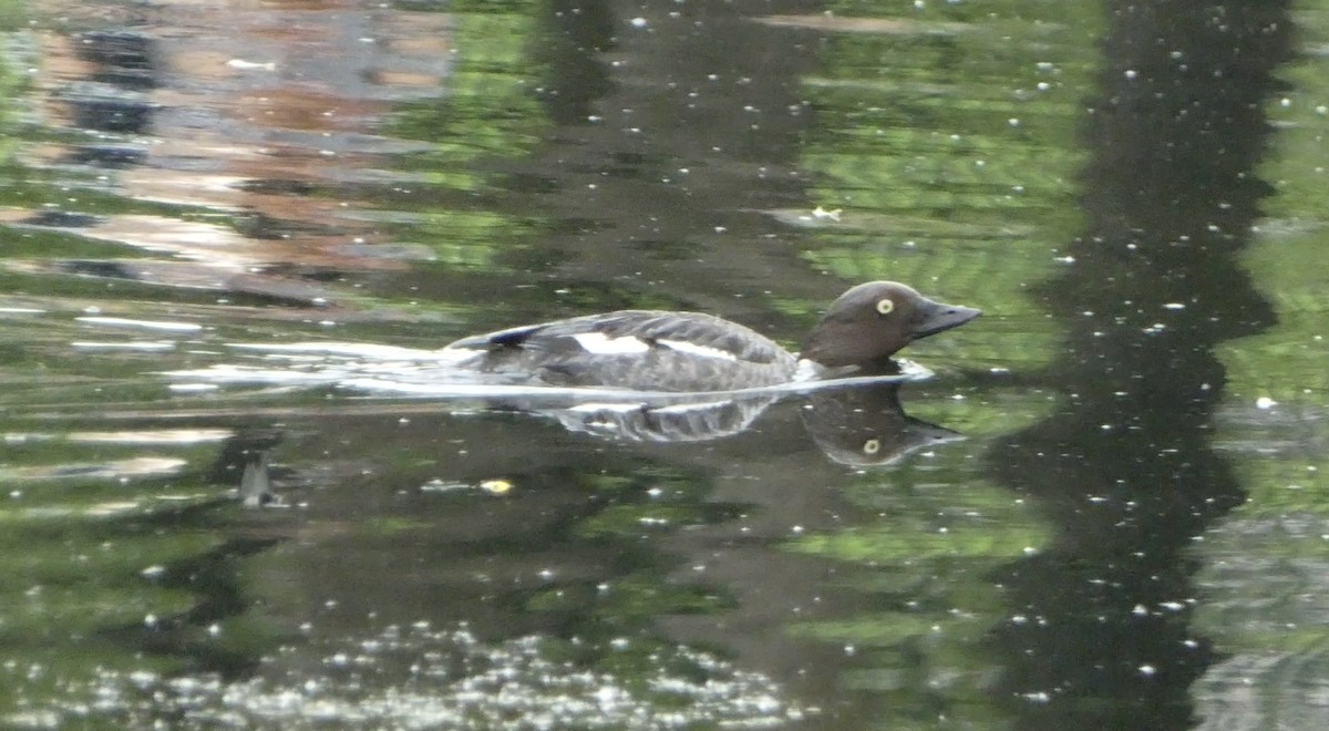 Common Goldeneye - ML583040301