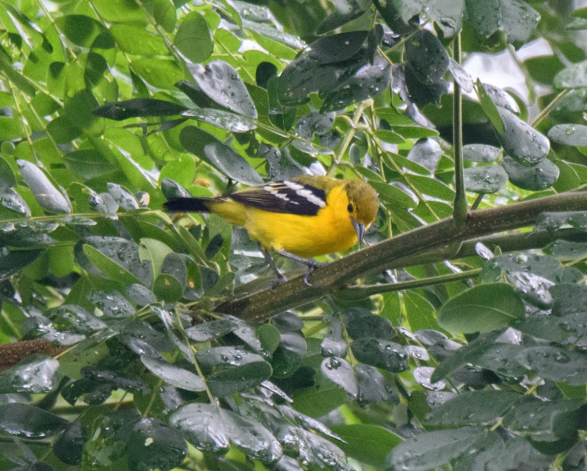 Common Iora - ML583040361