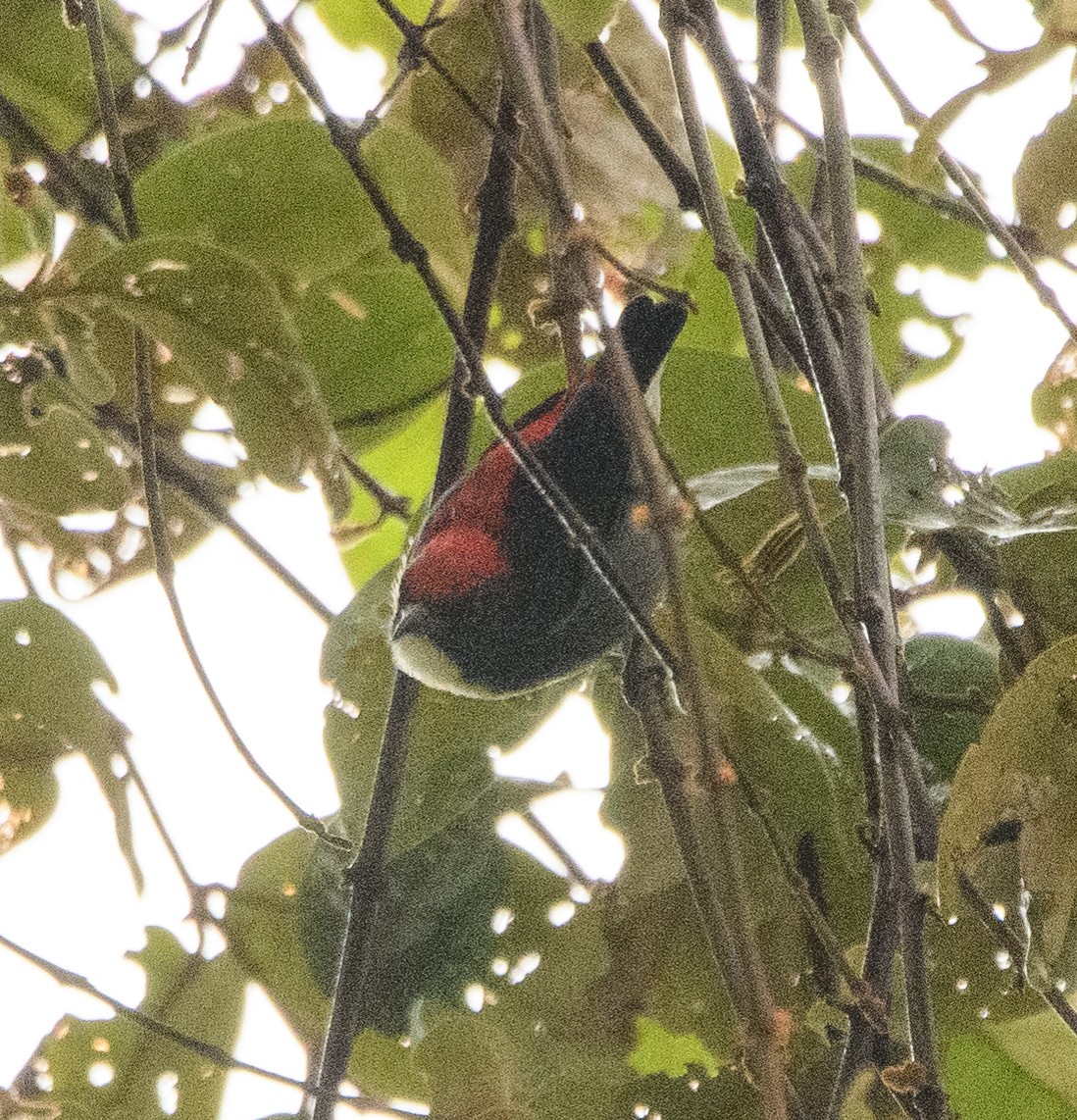 Scarlet-backed Flowerpecker - ML583040531