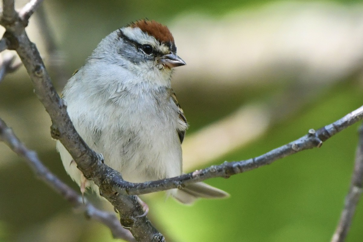 Chipping Sparrow - ML583040601