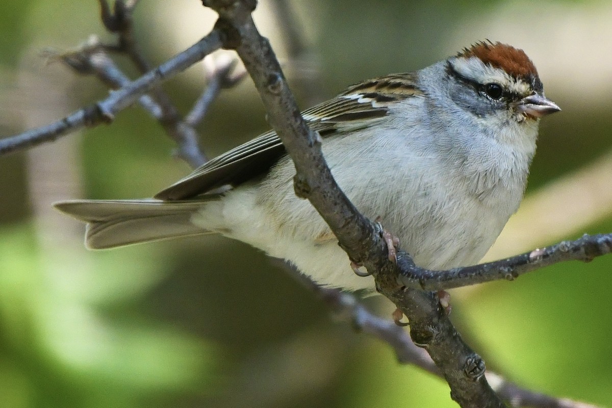 Chipping Sparrow - ML583040611