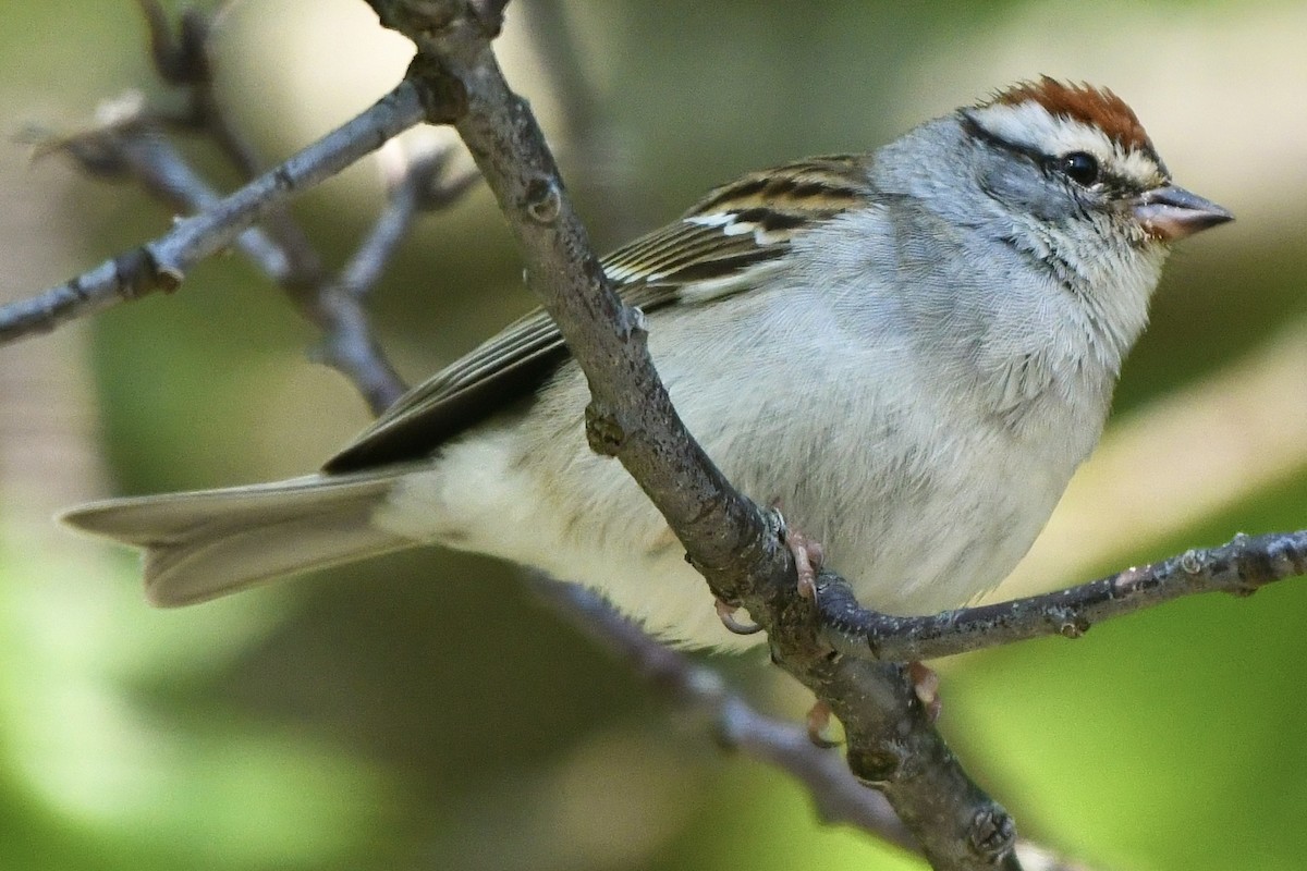 Chipping Sparrow - ML583040621