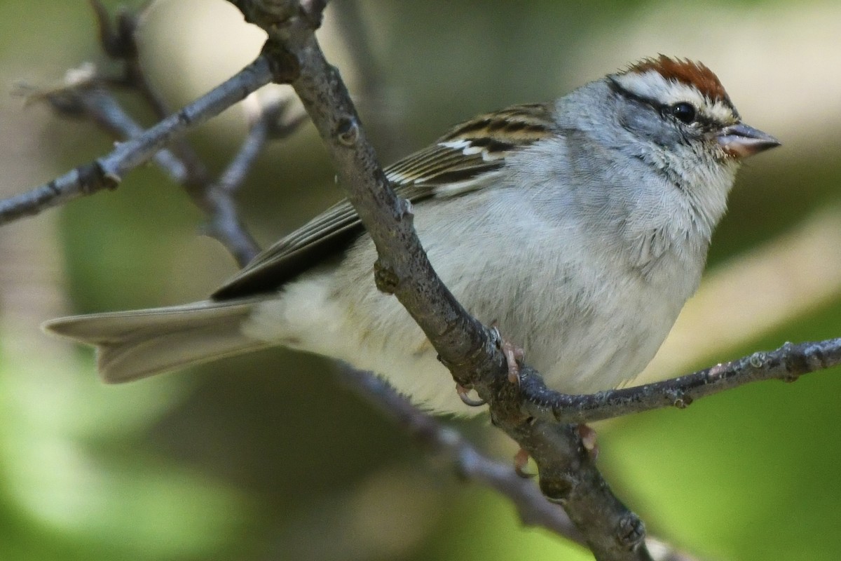 Chipping Sparrow - ML583040631