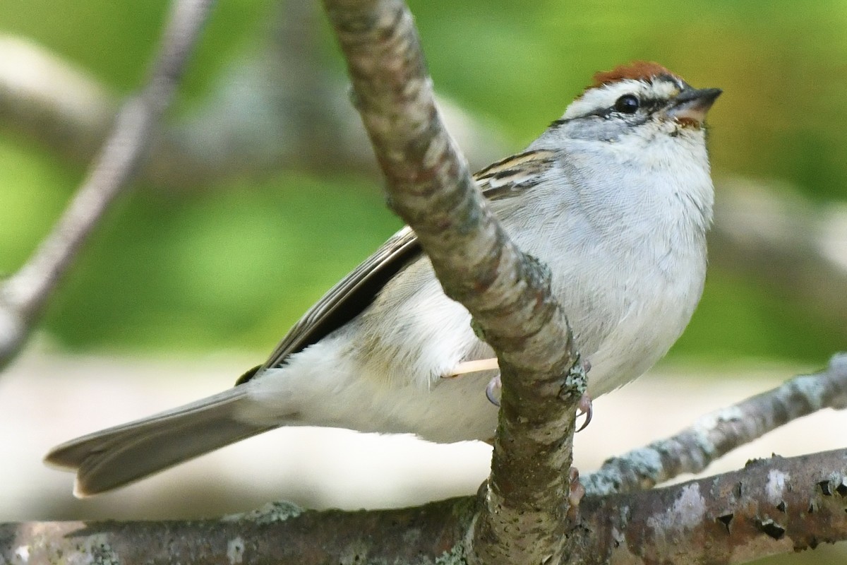 Chipping Sparrow - ML583040641