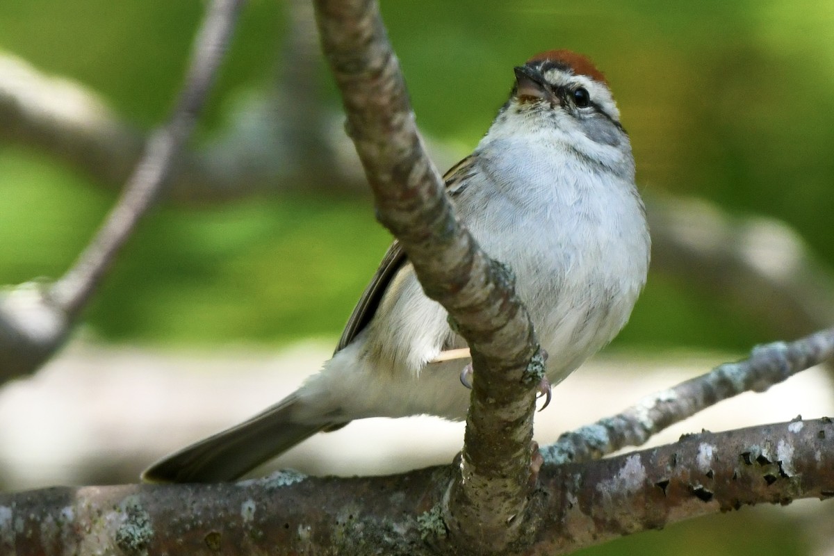 Chipping Sparrow - ML583040651