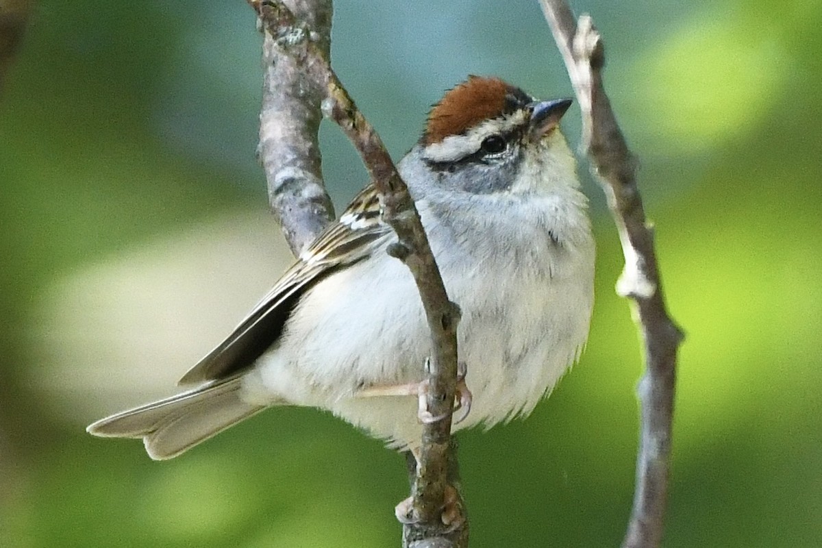 Chipping Sparrow - ML583040661