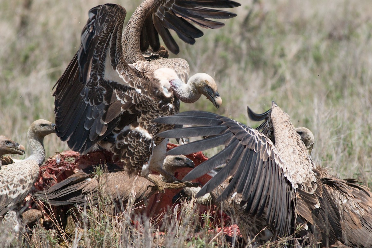 Rüppell's Griffon - ML58304081