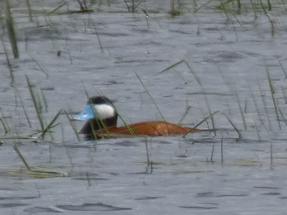 Ruddy Duck - ML583041131