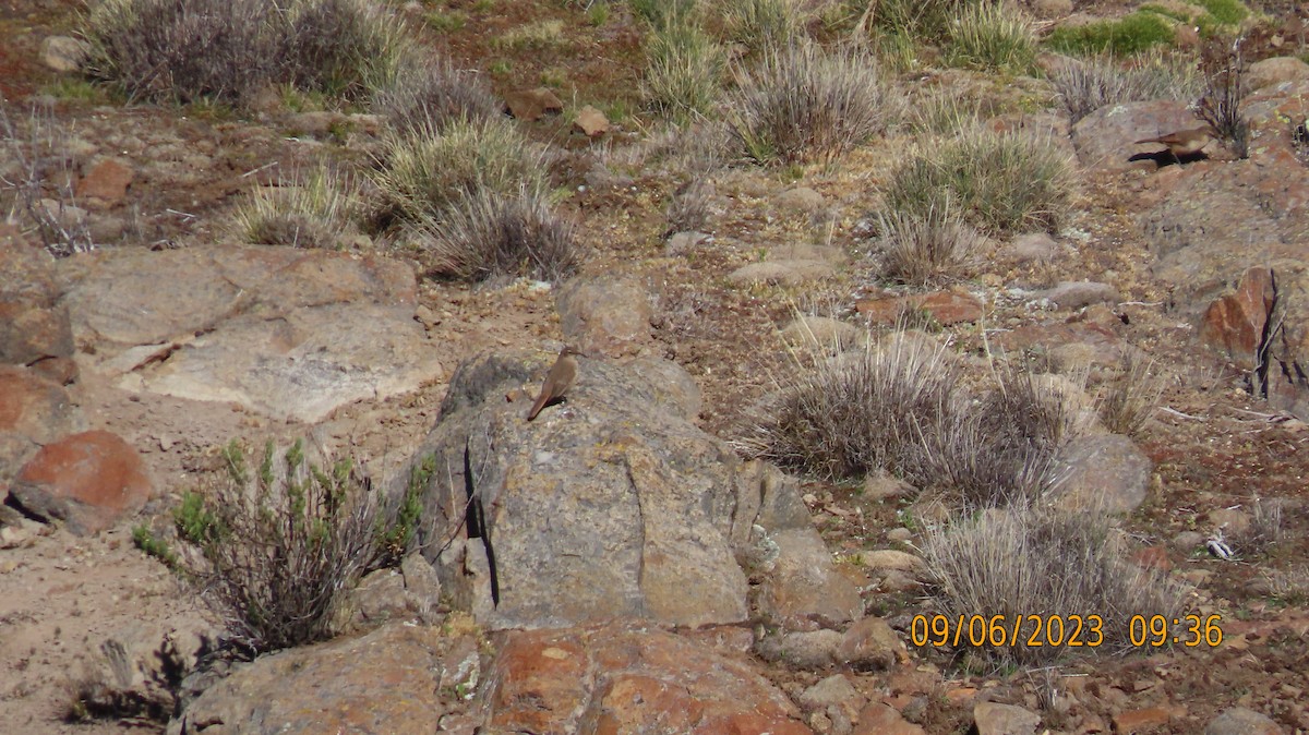 Buff-breasted Earthcreeper - ML583041331