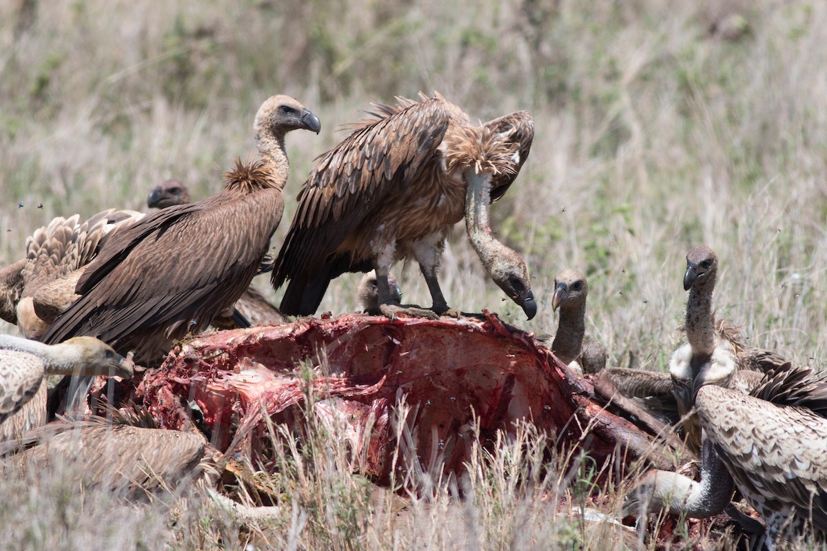 White-backed Vulture - ML58304141