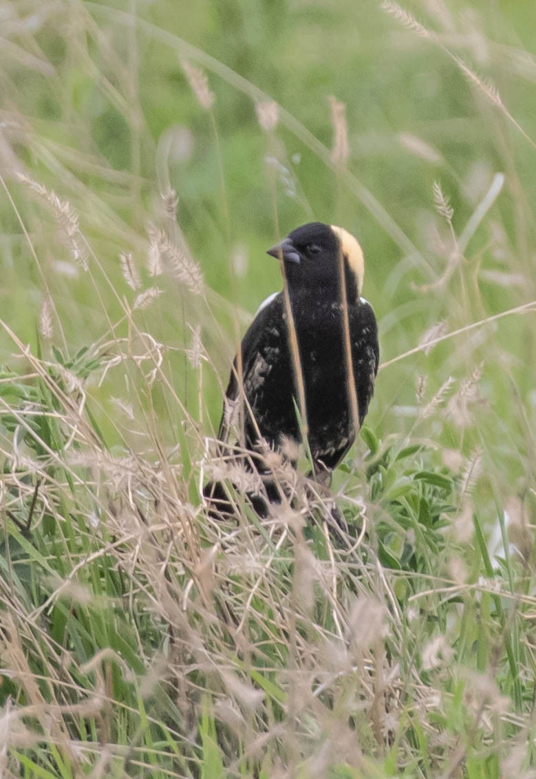 Bobolink - ML583041461