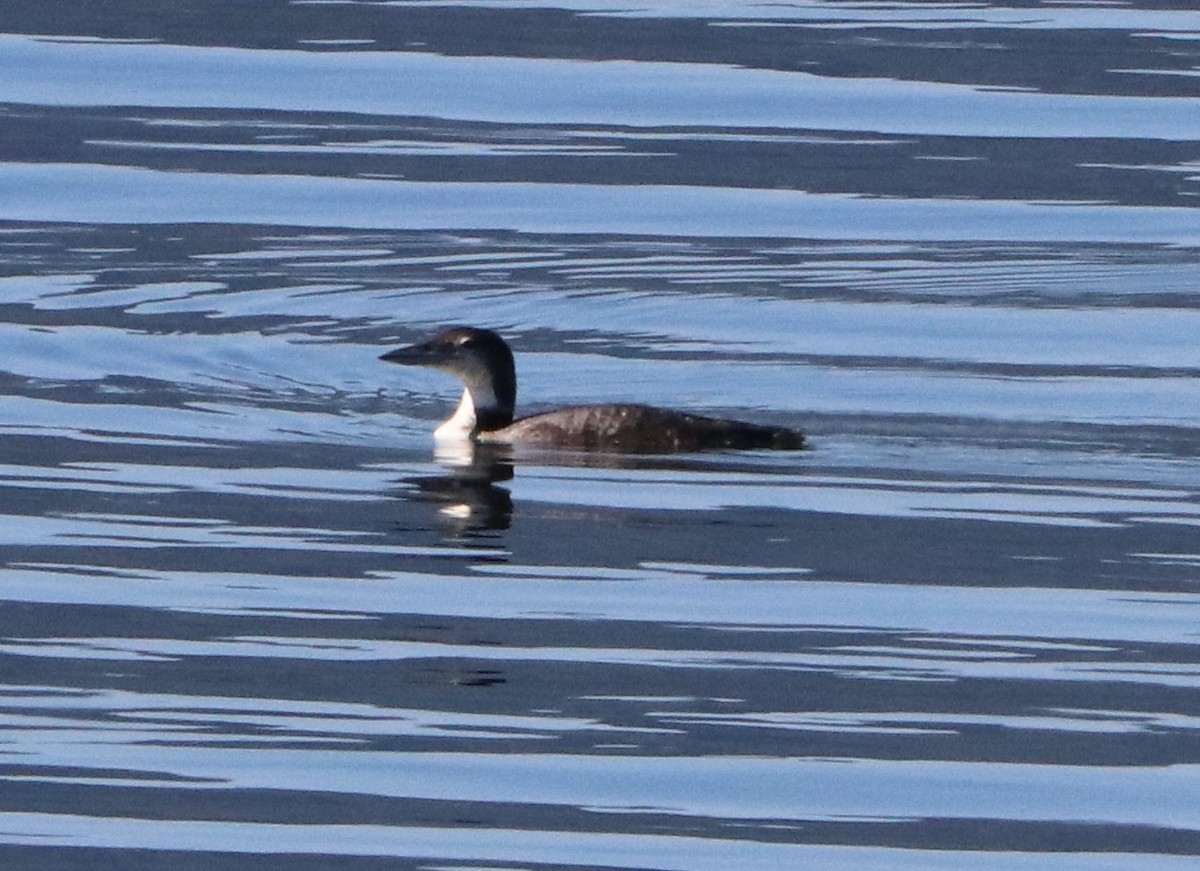 Plongeon huard - ML583041741