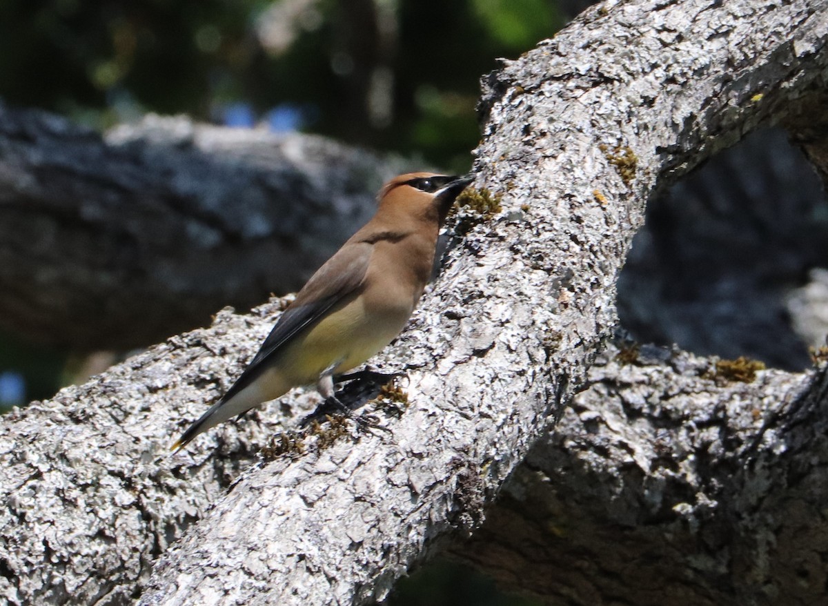 Cedar Waxwing - ML583041821