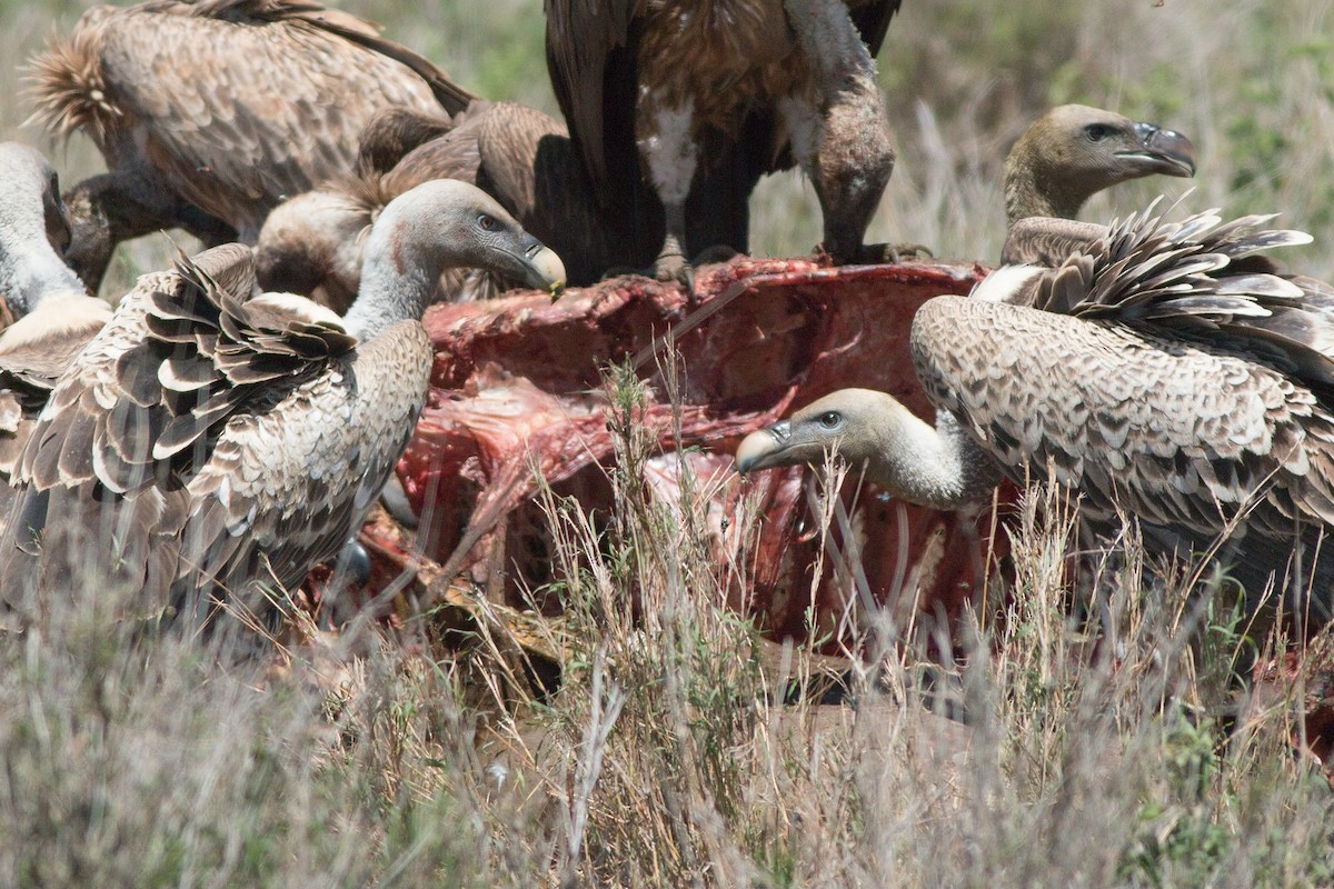 Rüppell's Griffon - ML58304261