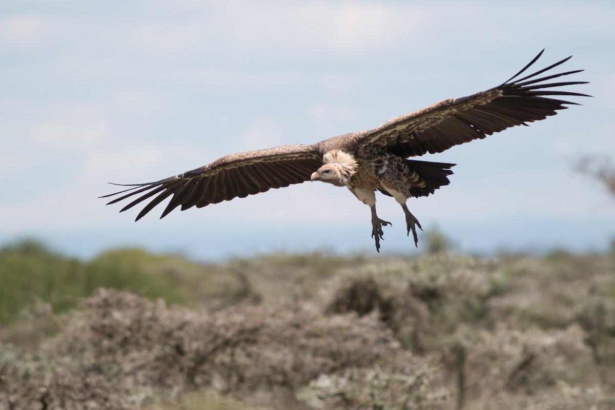 Rüppell's Griffon - ML58304281