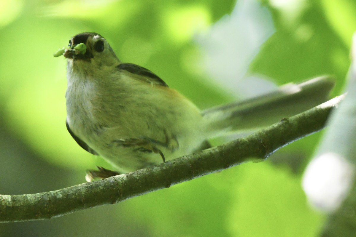 Tufted Titmouse - ML583042961