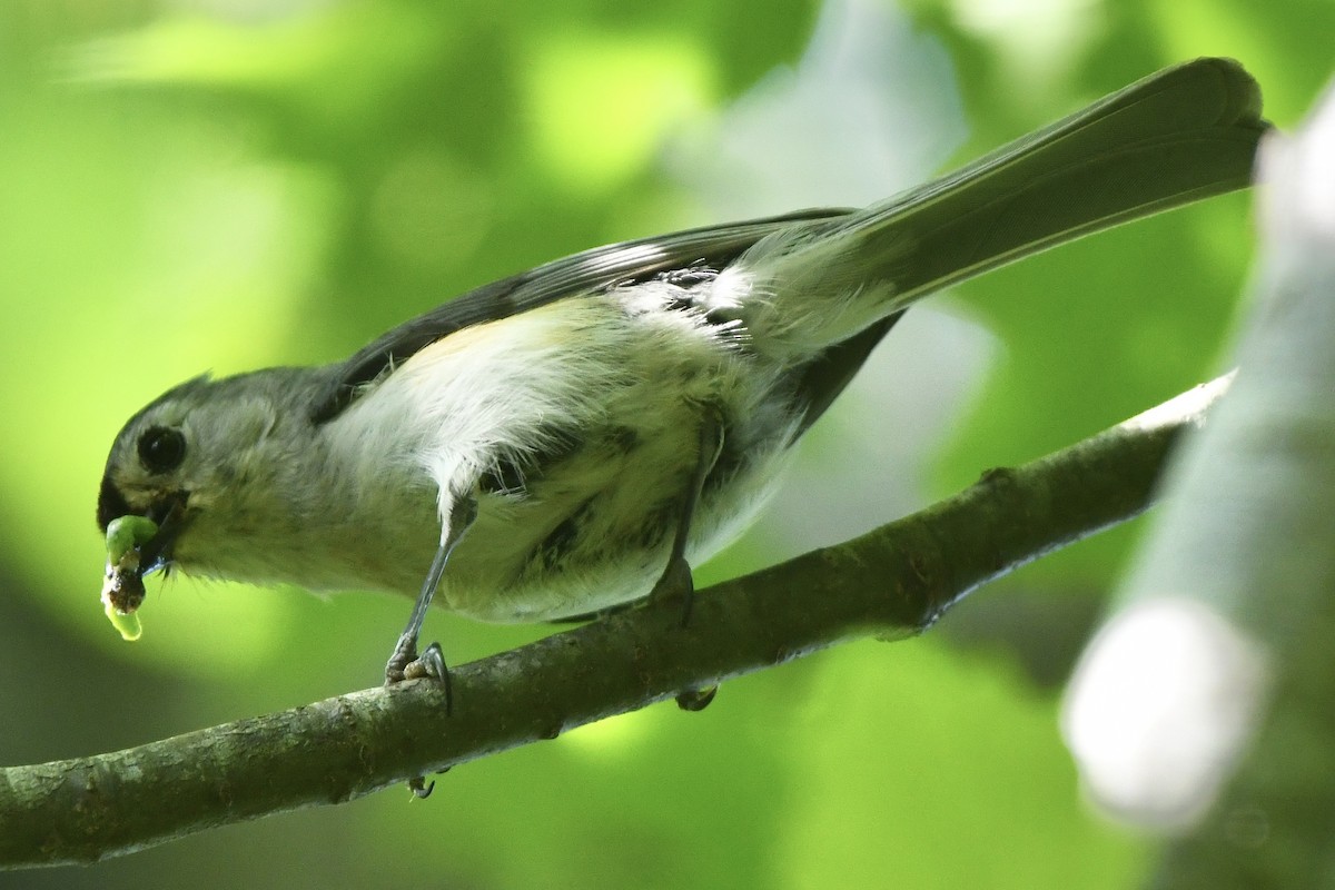 Tufted Titmouse - Joseph Dougherty