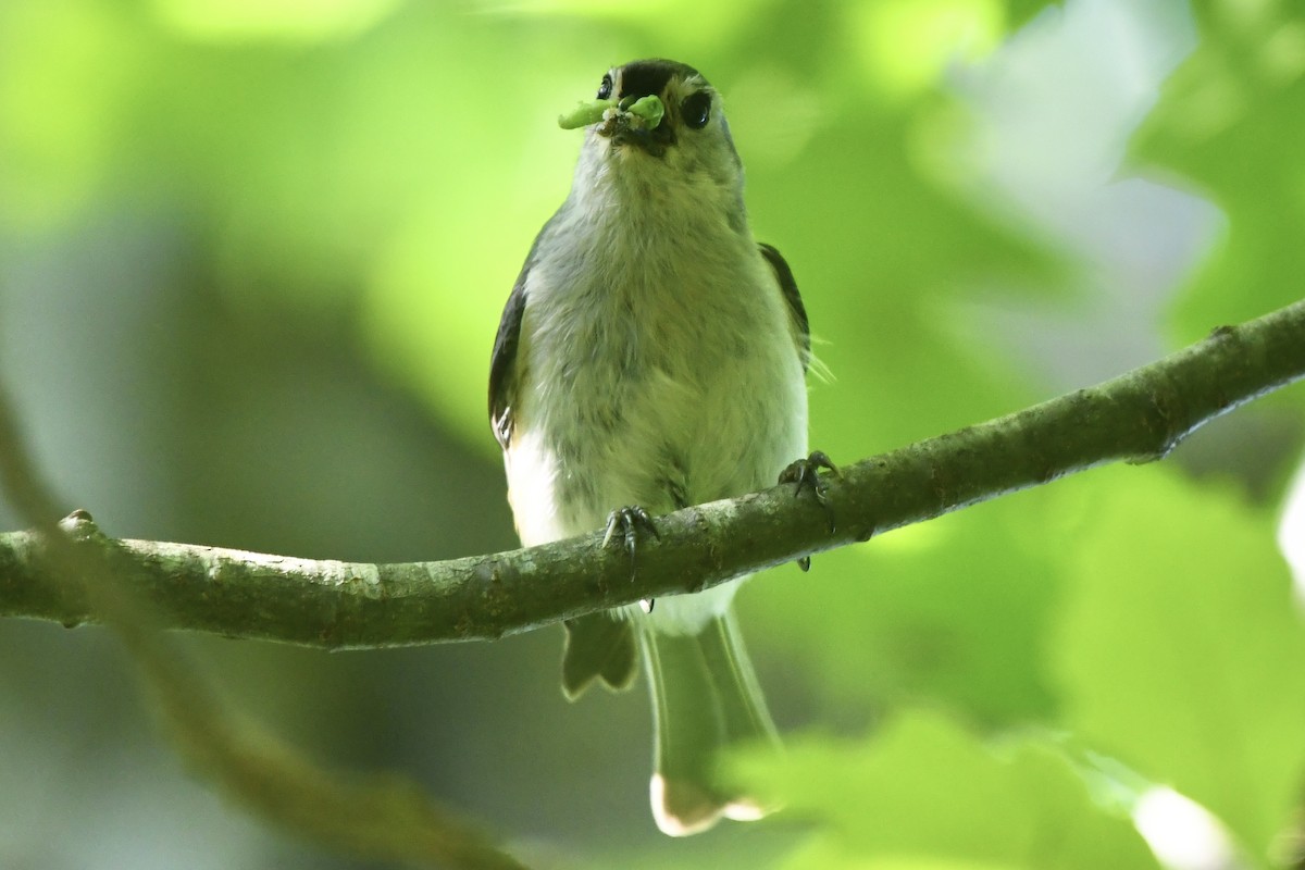 Tufted Titmouse - ML583042981