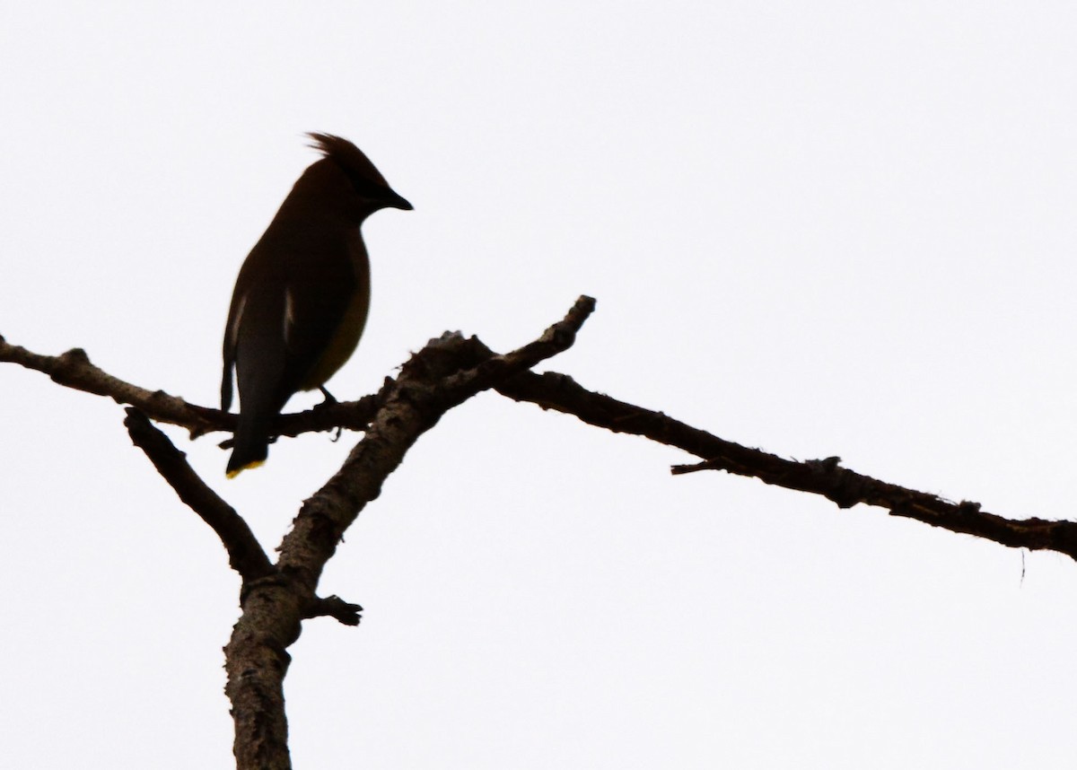 Cedar Waxwing - ML58304301