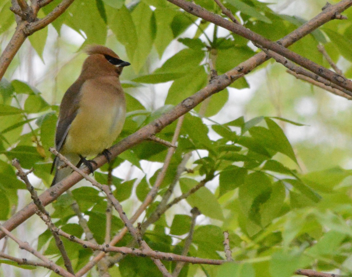 Cedar Waxwing - ML58304311