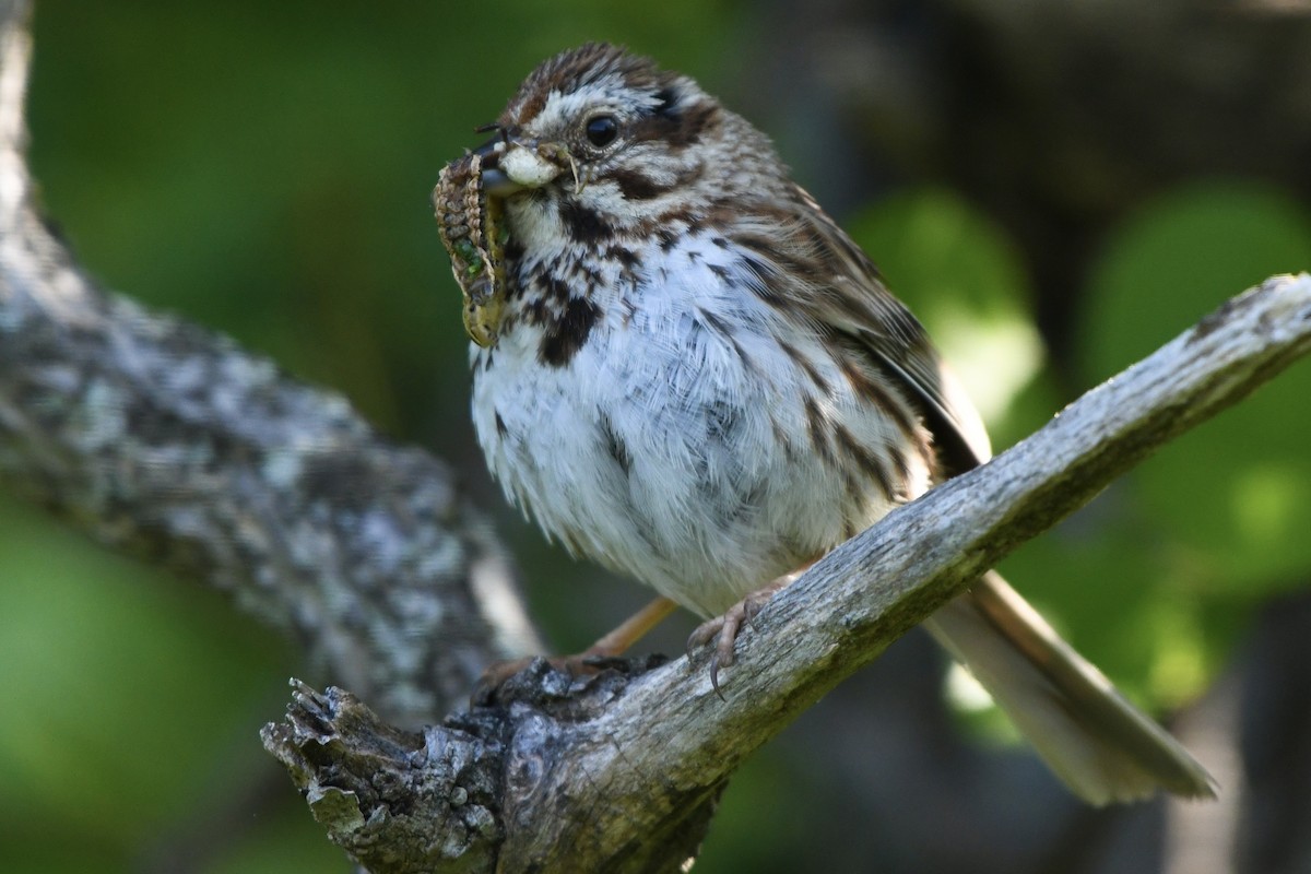 Song Sparrow - ML583043331