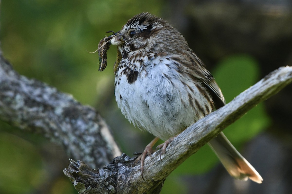 Song Sparrow - ML583043341