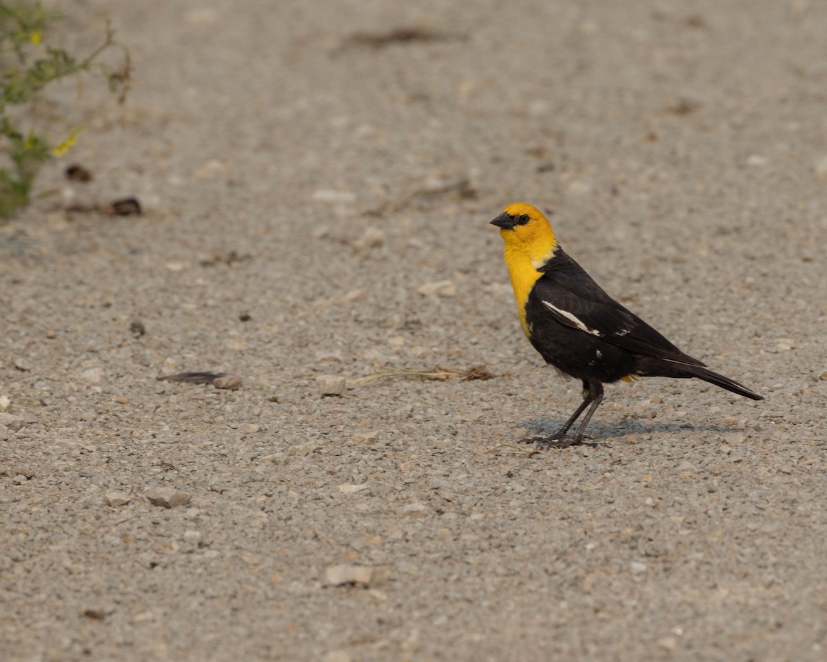 Yellow-headed Blackbird - ML583043501