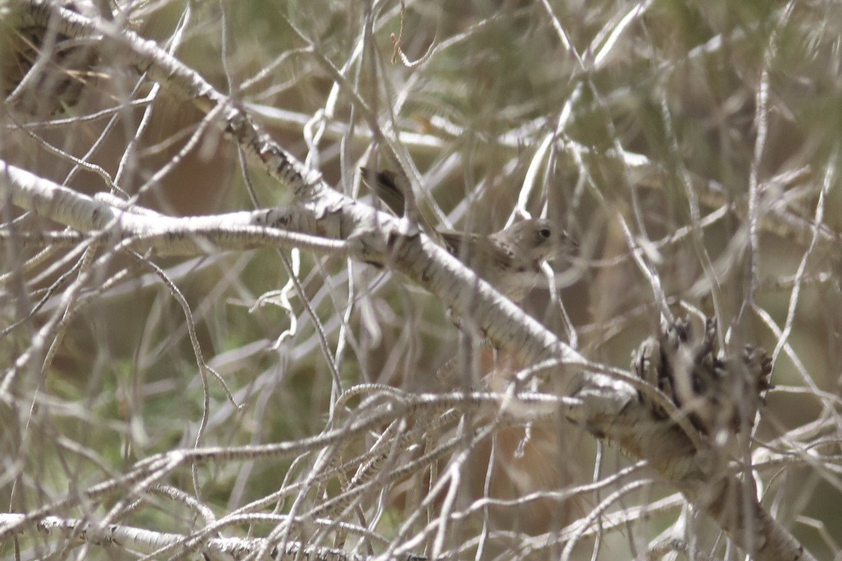 Bell's Sparrow - ML583043671