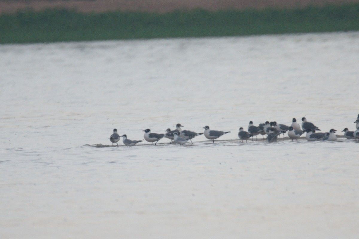 Forster's Tern - ML583044571