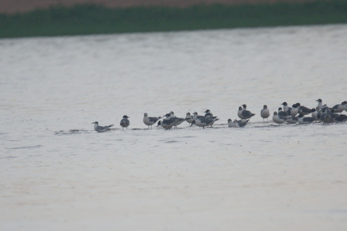 Forster's Tern - ML583044591