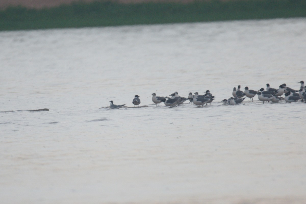 Forster's Tern - ML583044601