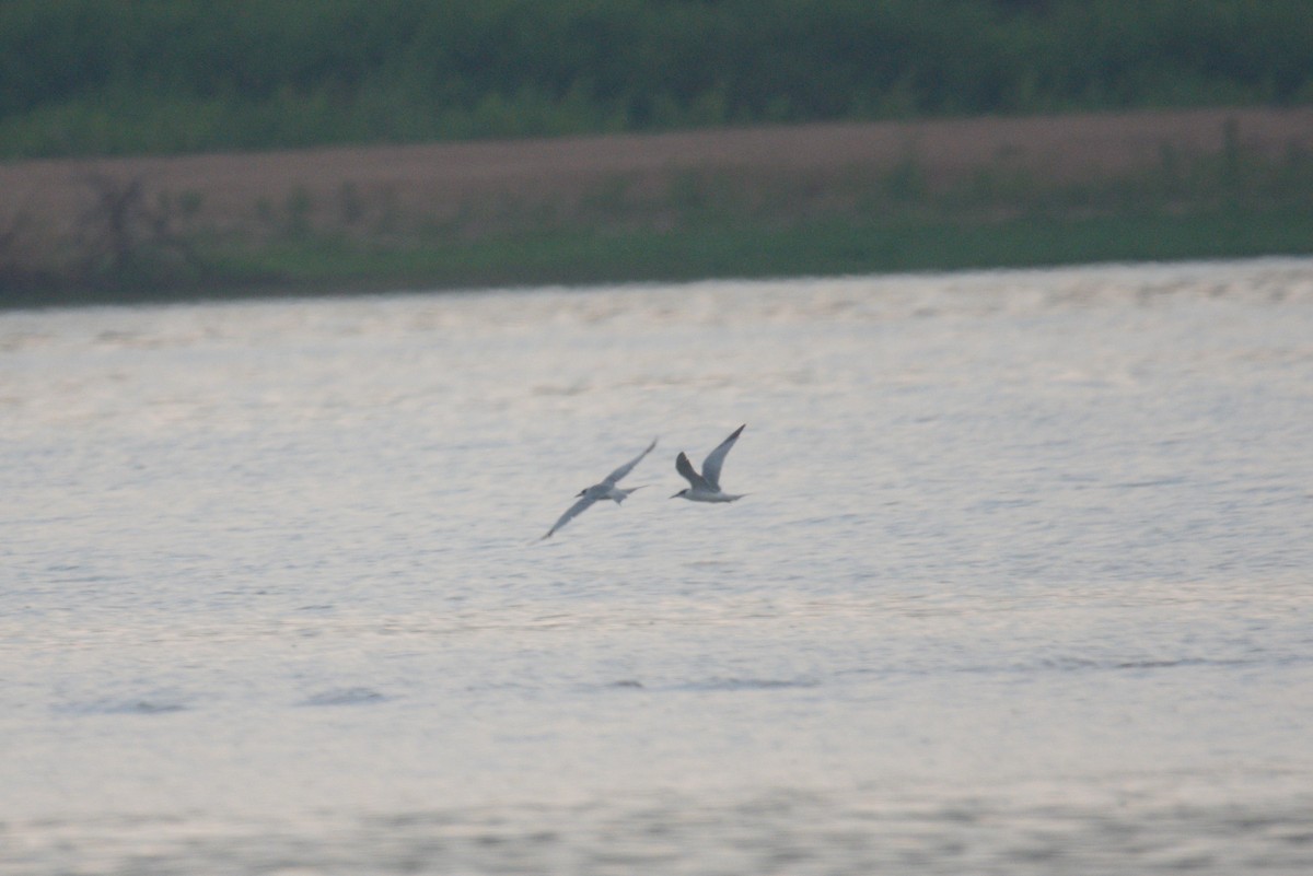 Forster's Tern - ML583044611