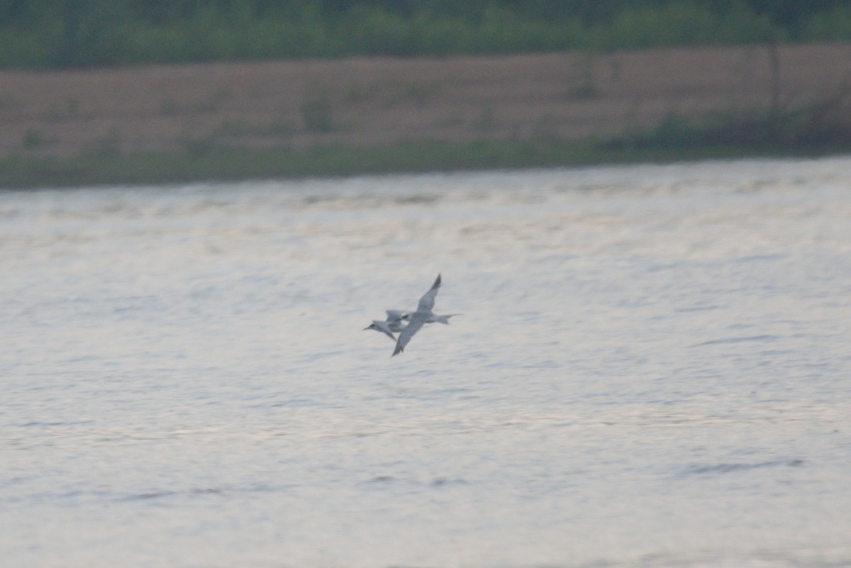 Forster's Tern - ML583044631