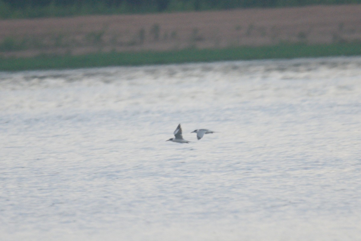 Forster's Tern - ML583044641