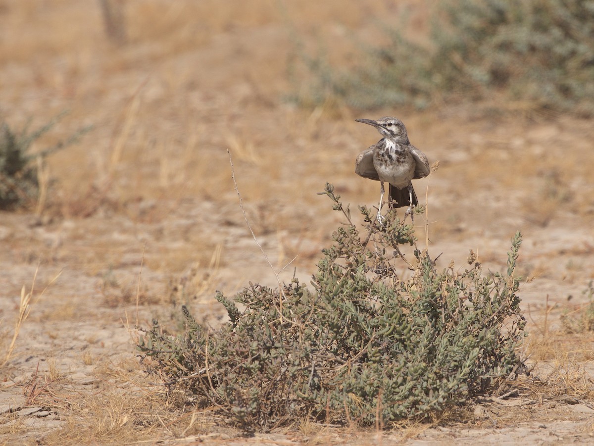 Greater Hoopoe-Lark - ML583044751