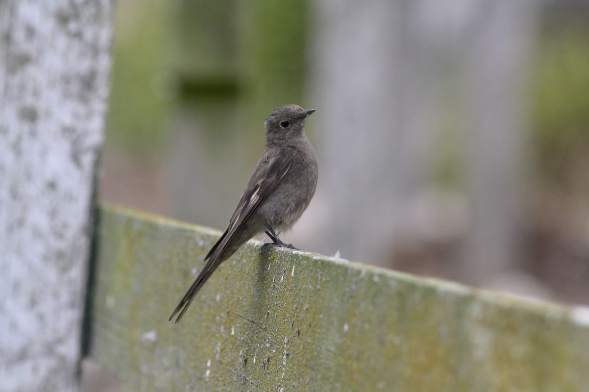 Townsend's Solitaire - ML583044971