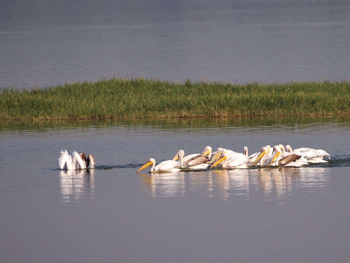 Great White Pelican - ML583046031