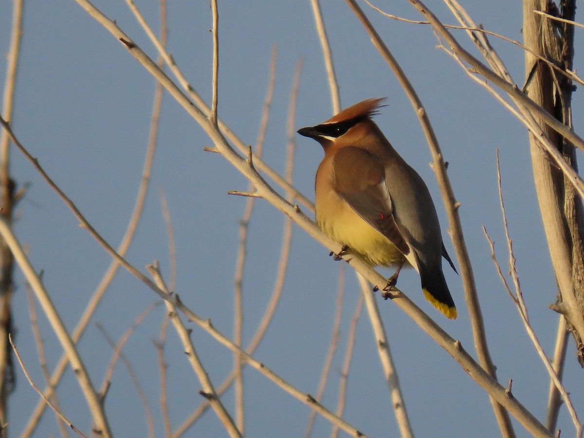 Cedar Waxwing - Todd Morris