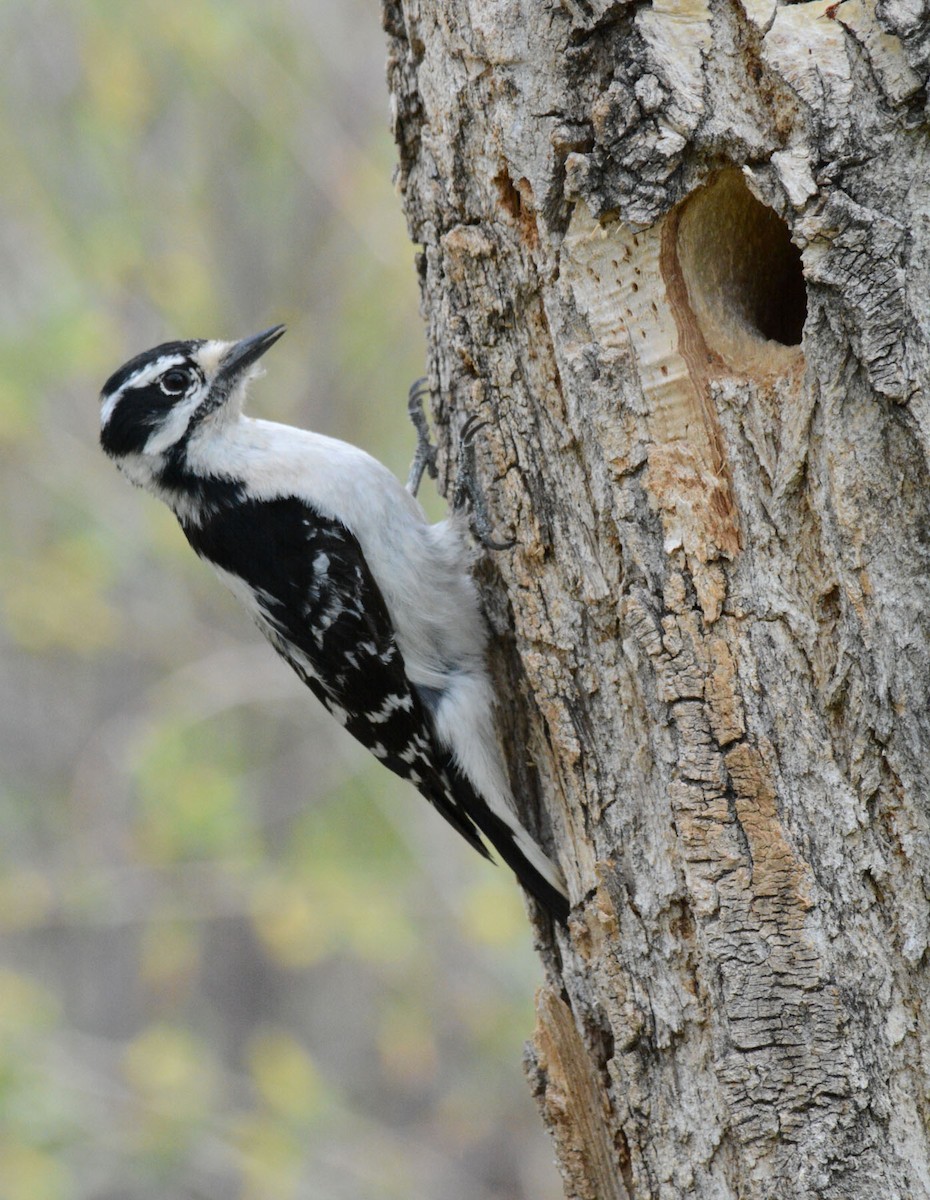 Downy Woodpecker - Doug Swartz