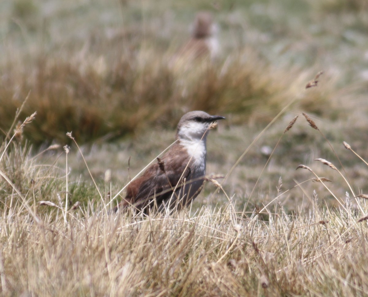 White-bellied Cinclodes - Thomas Plath