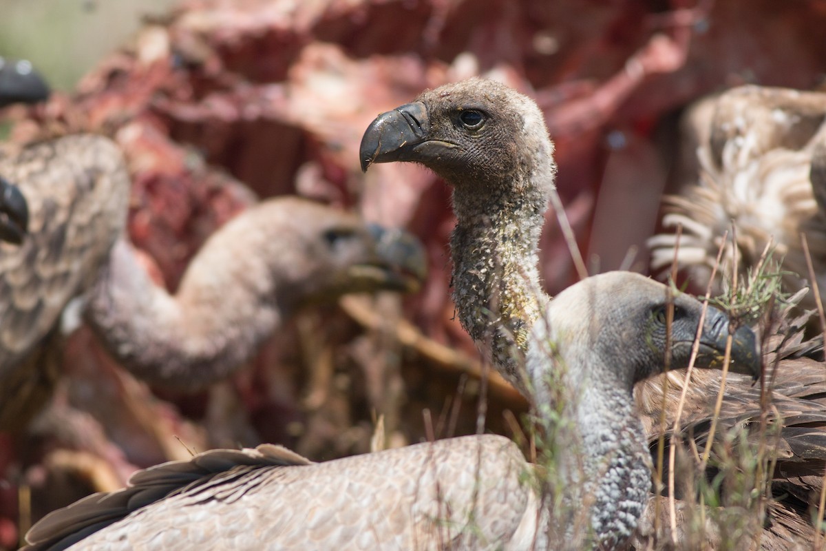 White-backed Vulture - ML58304671