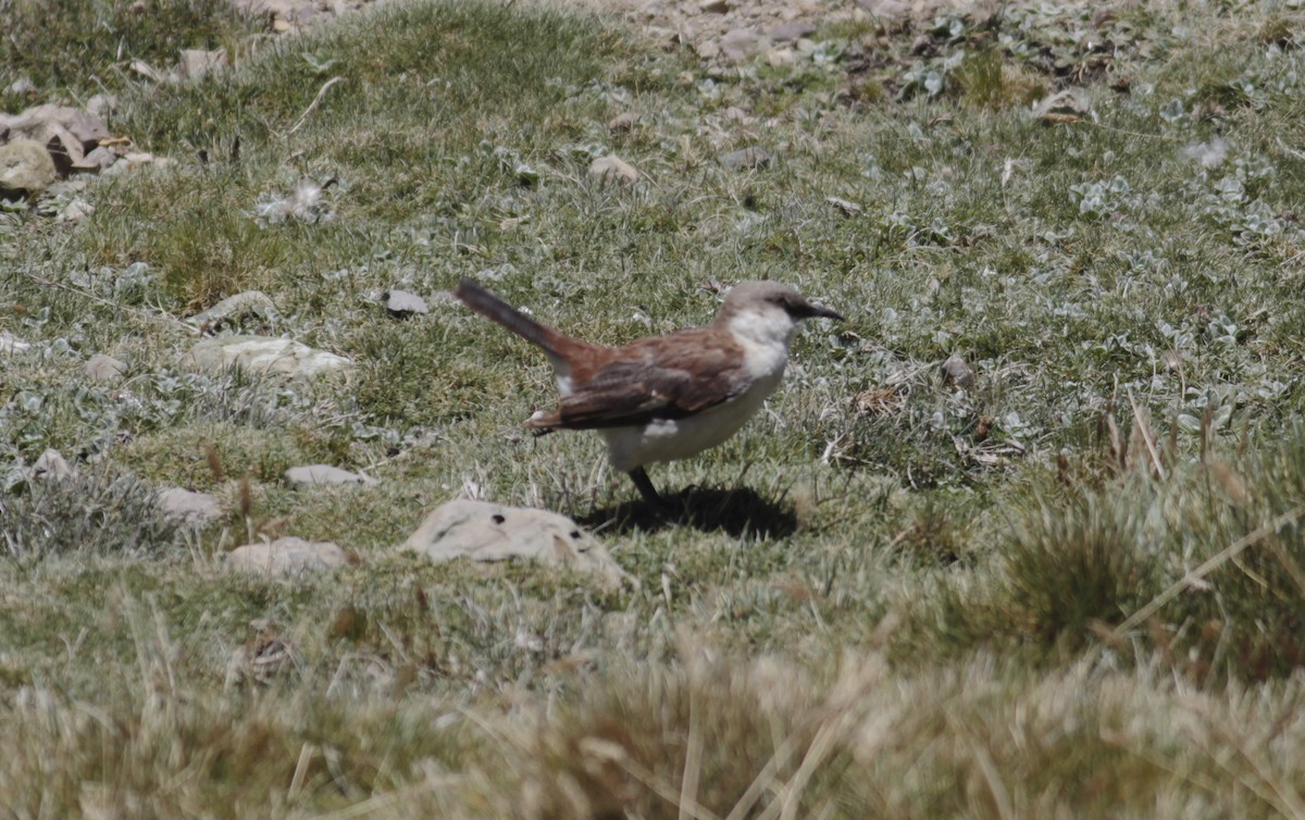 White-bellied Cinclodes - Thomas Plath