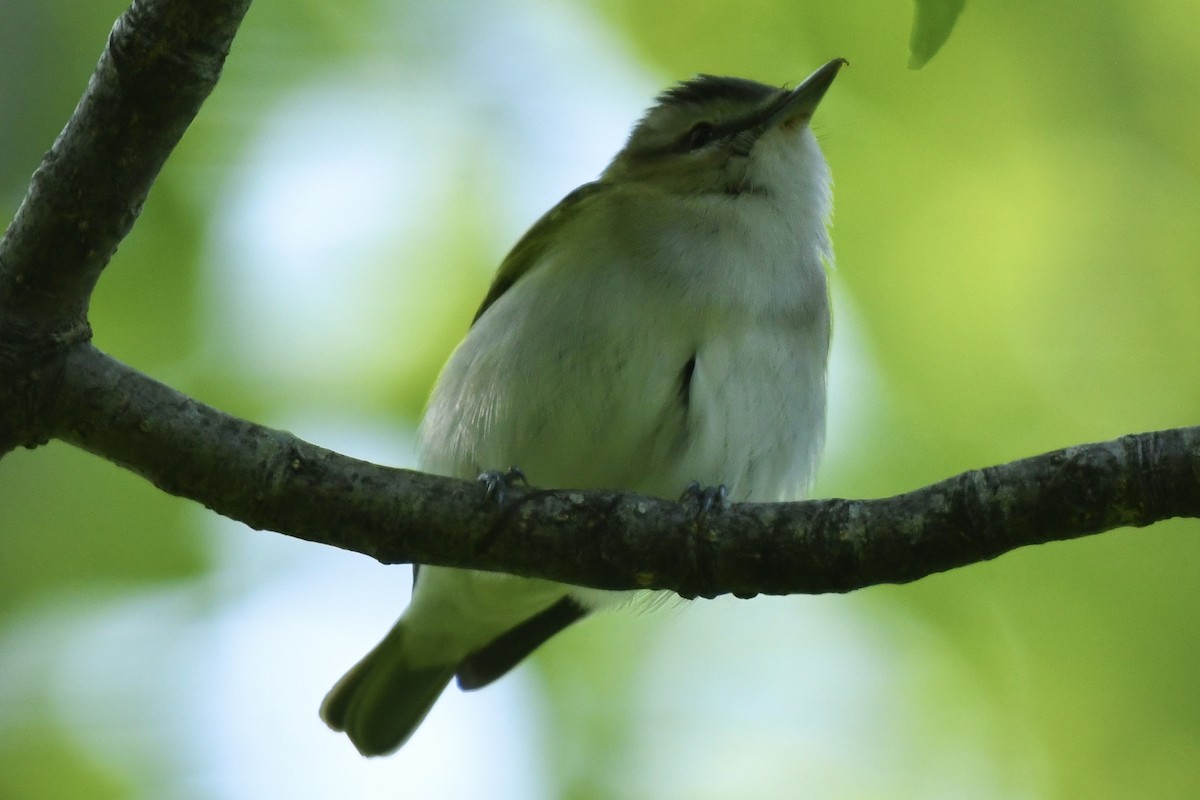 rødøyevireo - ML583046721