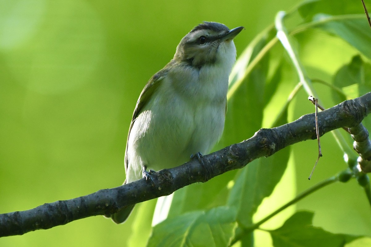 rødøyevireo - ML583046731