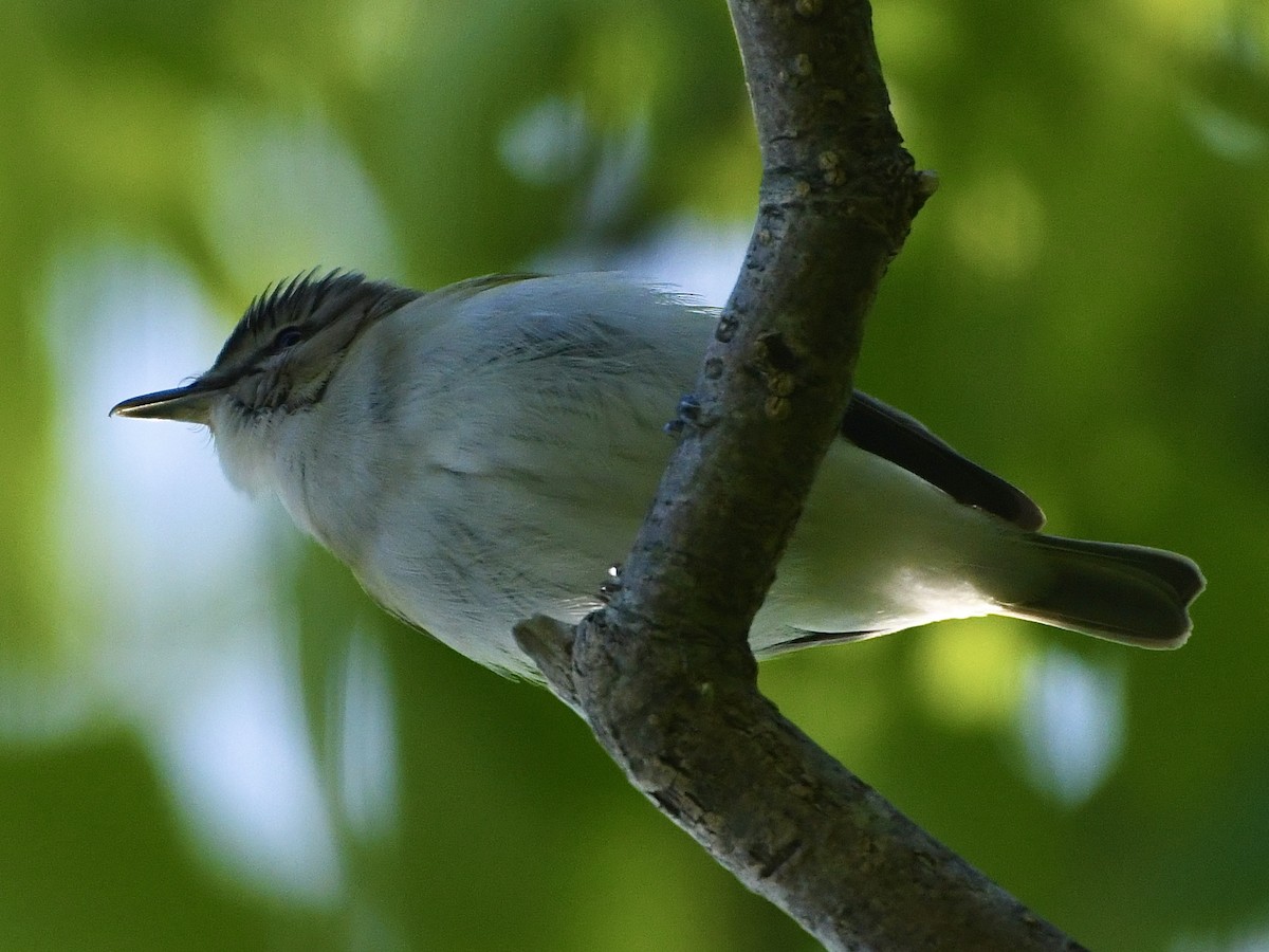 rødøyevireo - ML583046741