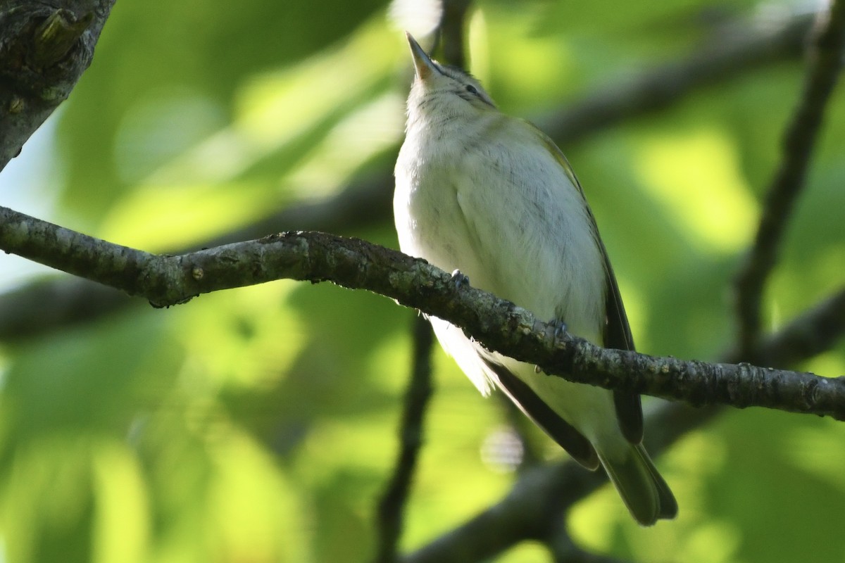 Kızıl Gözlü Vireo - ML583046751