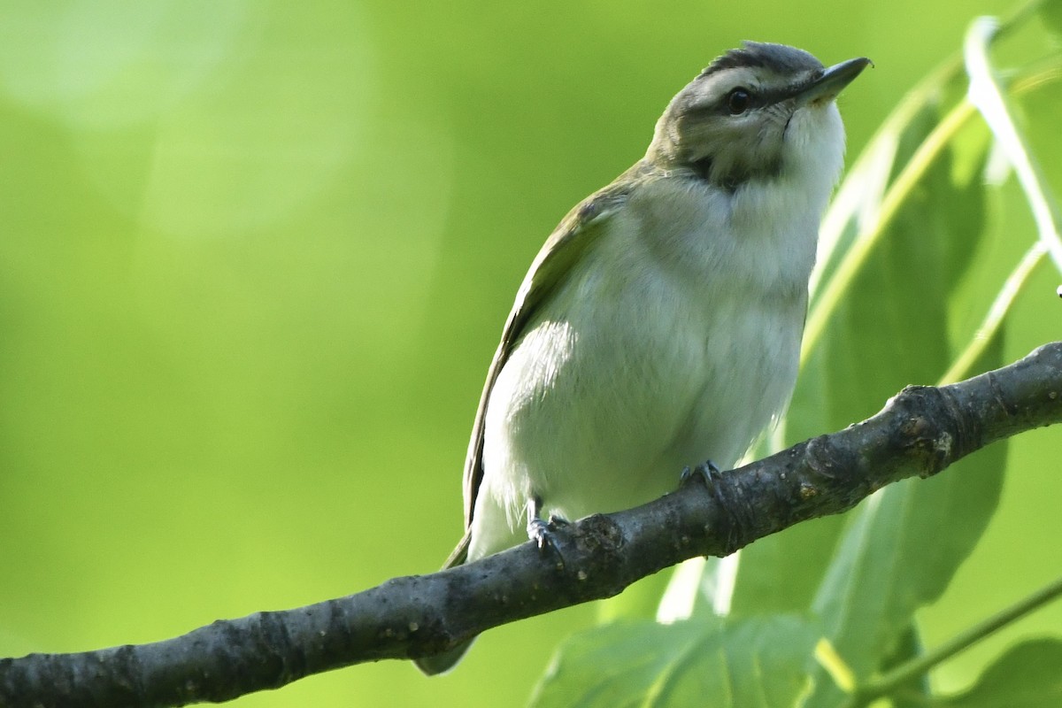 rødøyevireo - ML583046771